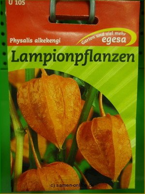 Lampionpflanze Physalis alkekengi (franchetii)