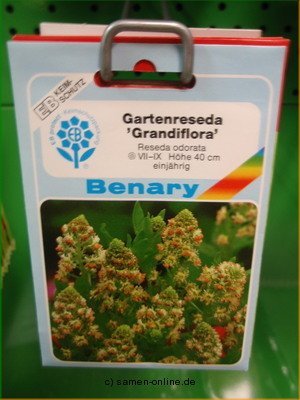 Gartenreseda Reseda odorata grandiflora