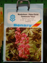 Wunderbaum o. Palma Christi  Carmencita rosa  Ricinus commun