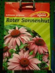 Roter Sonnenhut Echinacea purpurea