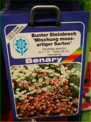 Bunter Steinbrech, Mischung moosartiger Sorten Saxifraga arendsi
