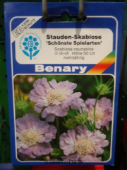 Scabiose Schnste Speielarten Scabiosa caucasica