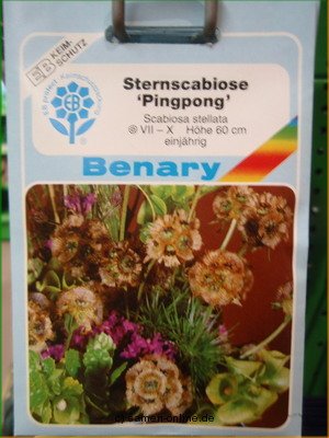 Gartenscabiose  Pingpong  Scabiosa stellata