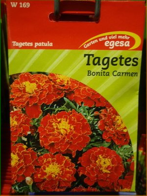 Studentenblume  Bonita Carmen  Tagetes patula,
