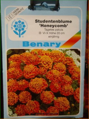 Studentenblume  Honeycomb  Tagetes patula