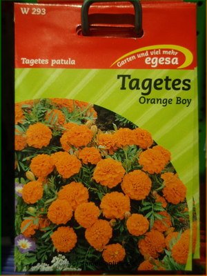 Studentenblume  Orange Boy  Tagetes patula