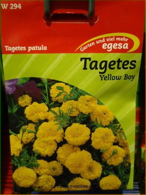 Studentenblume  Yellow Boy  Tagetes patula