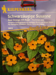 Schwarzugige Susanne Thunbergia alata Susi orange