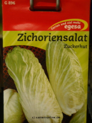 Zichoriensalat Zuckerhut