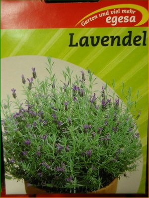 Lavendel, echter Duftlavendel
