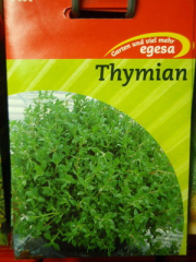 Thymian