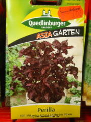 Perilla, rot auch rotes Shiso genannt, einj�hriges japanisches