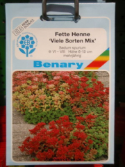 Sedum, Fette Henne Mischung vieler sorten