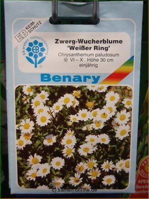 Chrysantheme Zwerg Wucherblume 'Weißer Ring'