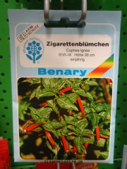 Zigarettenblmchen