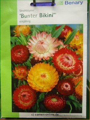 Strohblume Bunter bikini, Helichrysum bracteatum