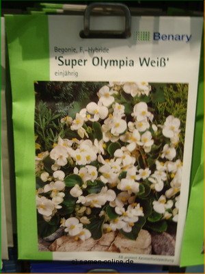 Begonien  Oly. weiß  Begonia semperflorens