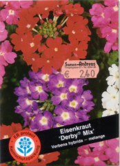 Eisenkraut Derby Mix Verbena hybrida