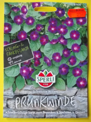 Trichterwinde Prunkwinde Schwarze Witwe