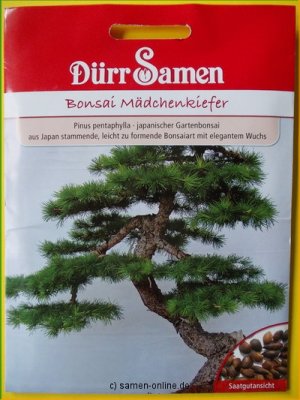 Mädchenkiefer für Bonsai Zucht, Pinus pentaphylla