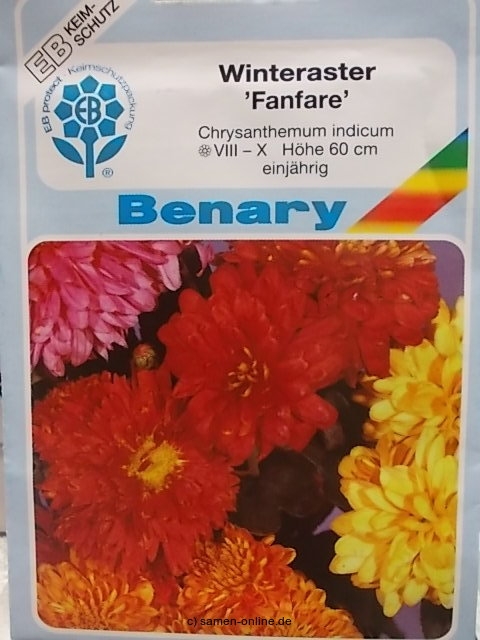 Winteraster Fanfare F1 Chrysanthemum indicum